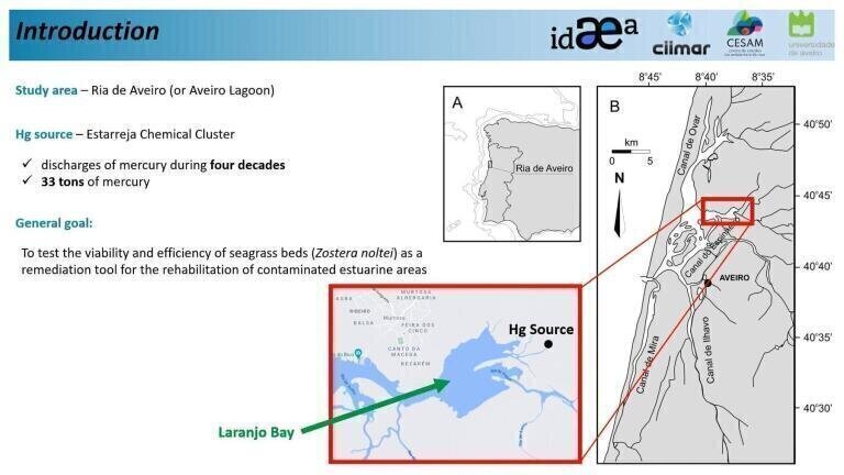 The Effect of Seagrass Recolonization on the Sediment Hg Vertical Profiles of a Recovering Coastal Lagoon